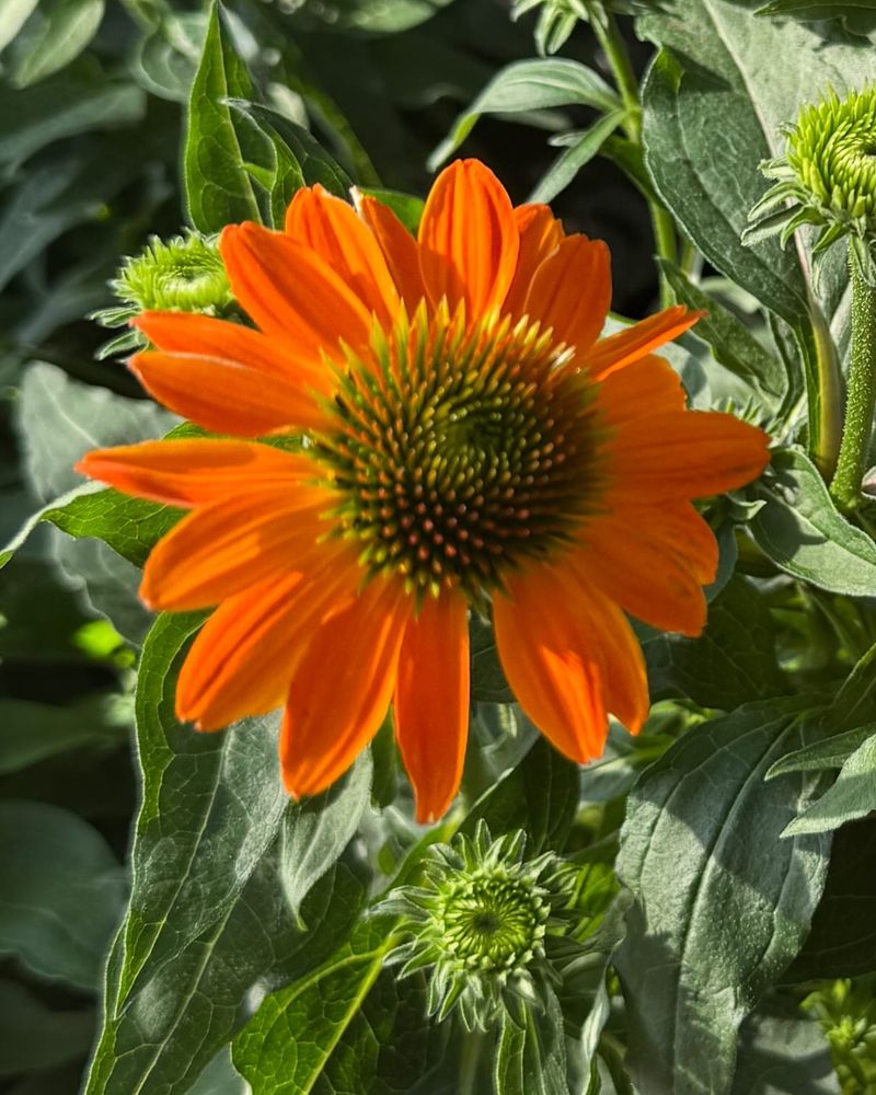 Gaillardia: Tough-as-Nails Nectar Source