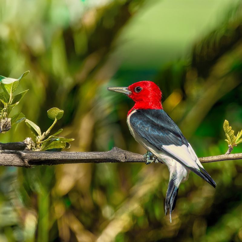Red-headed Woodpecker