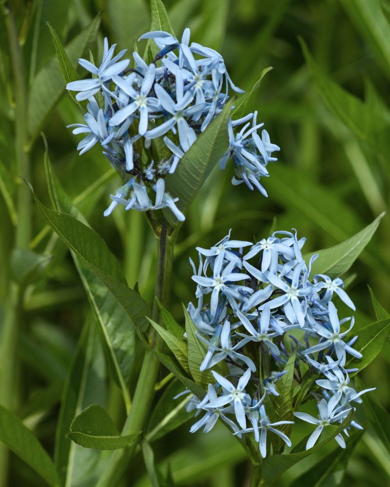 Amsonia 'Blue Ice'