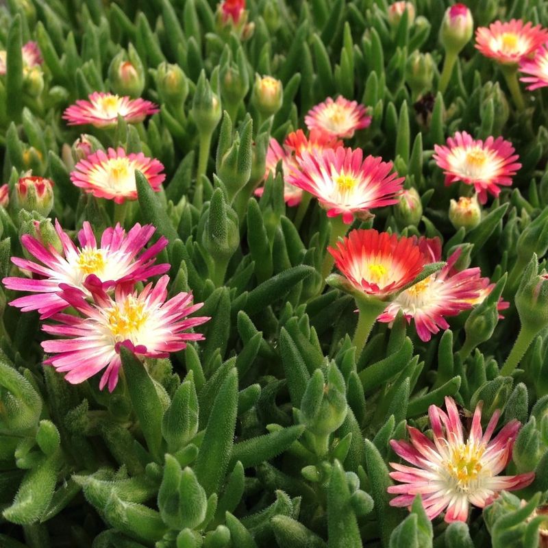Strawberry Ice Plant