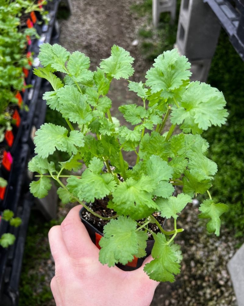 Aromatic Cilantro