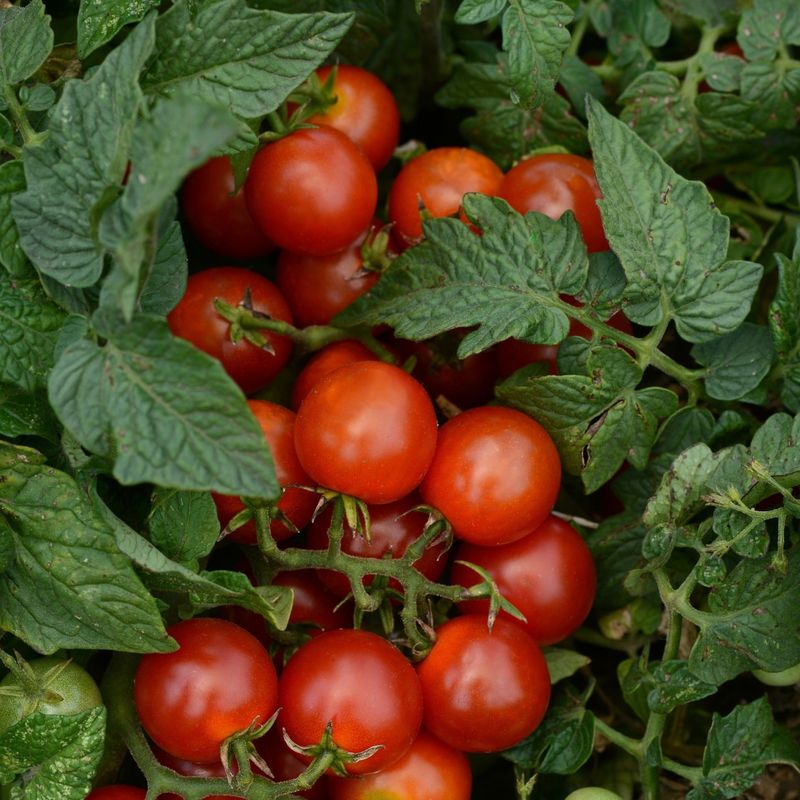 Productive Cherry Tomatoes