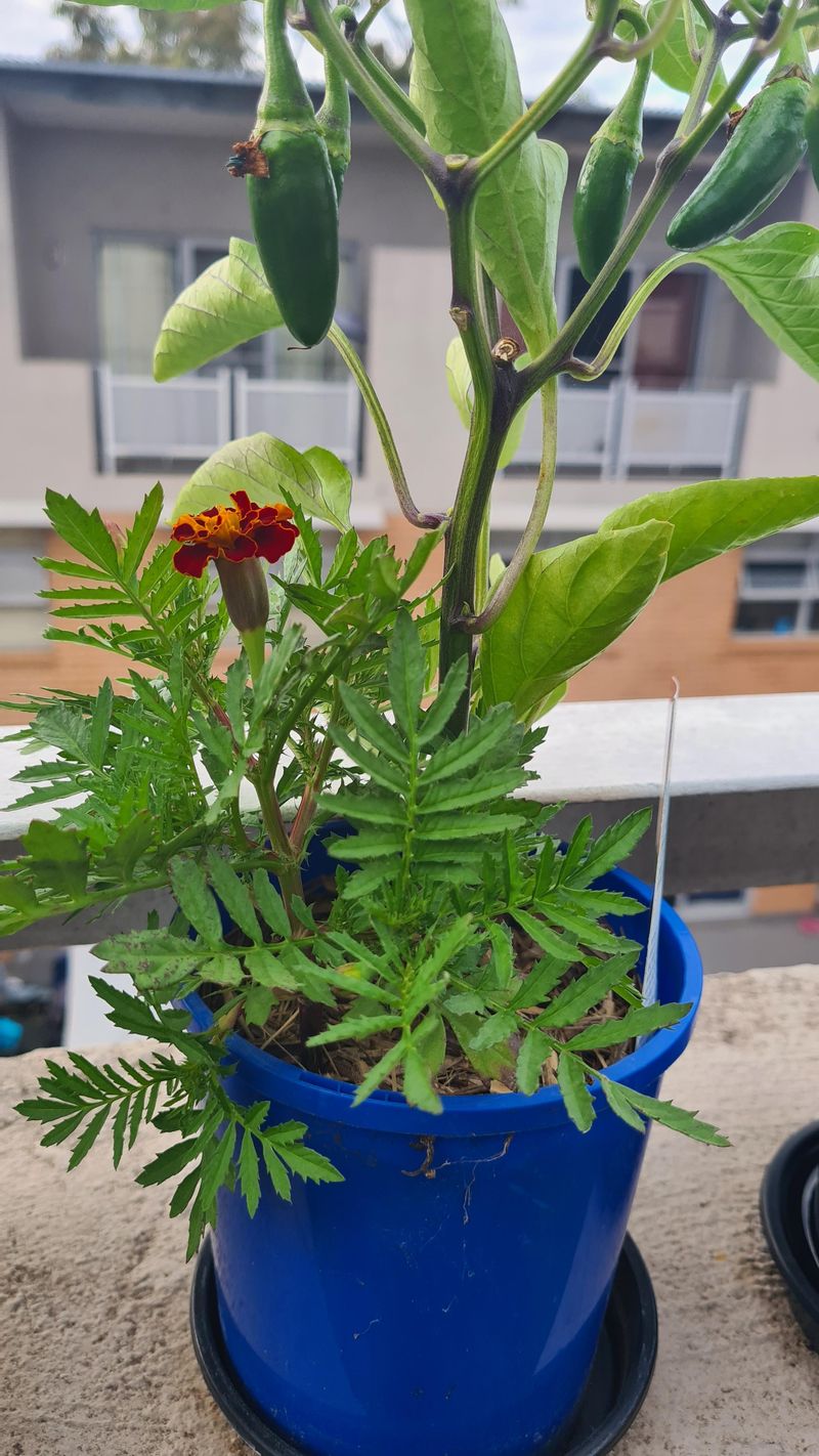 Pepper and Marigold Protection Partnership