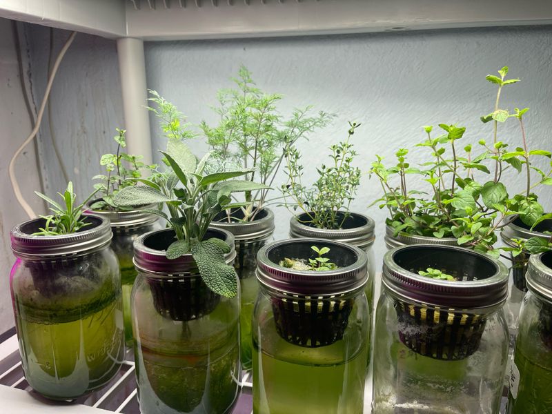 Mason Jar Hydroponics