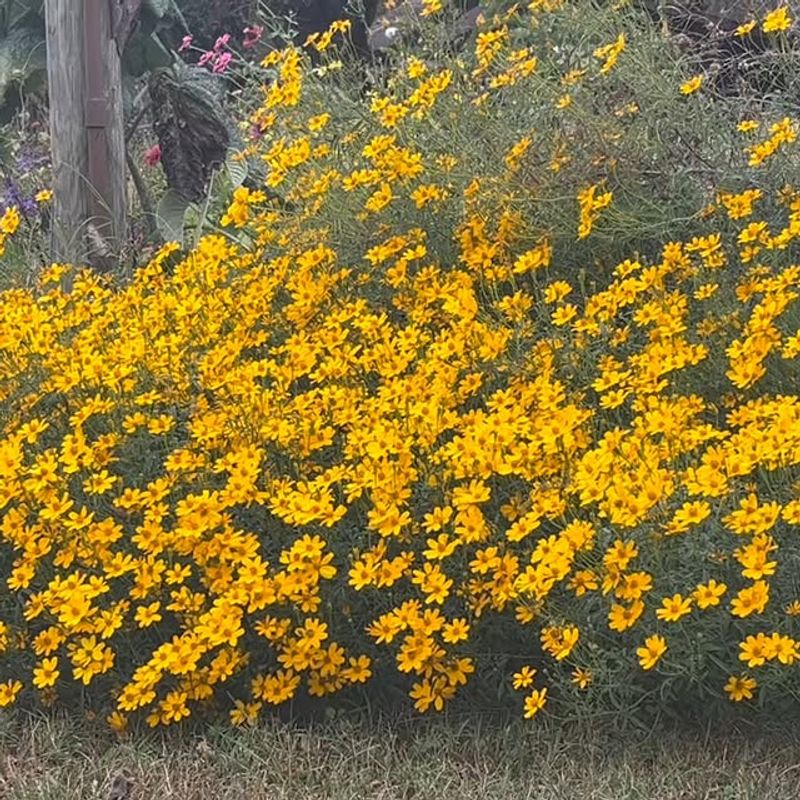 Drought Resistance