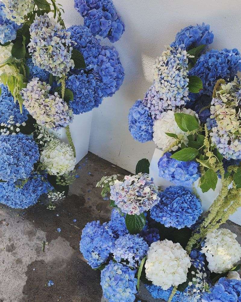 Abundant Hydrangeas