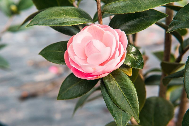 Camellia