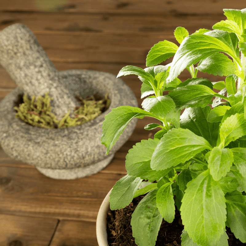 Stevia: The Natural Sweetener