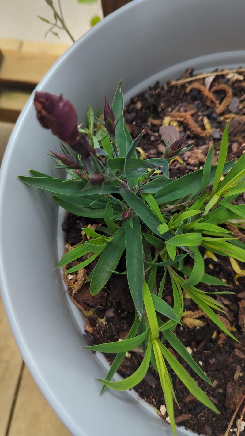 Tarragon