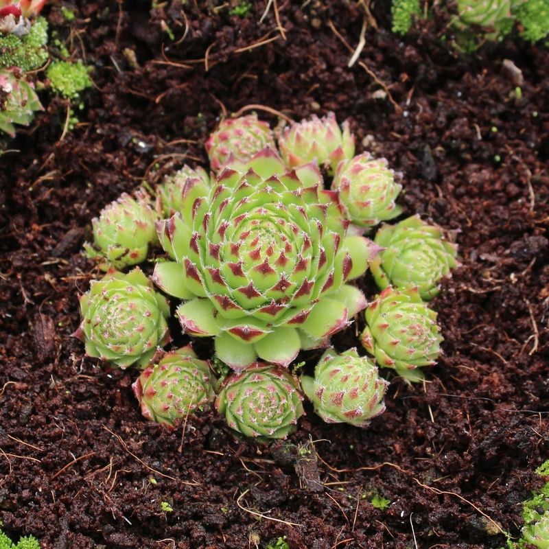 Hens and Chicks