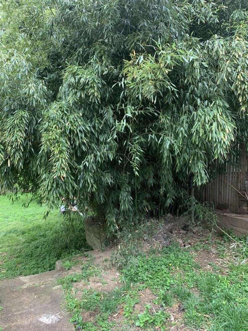 Bamboo