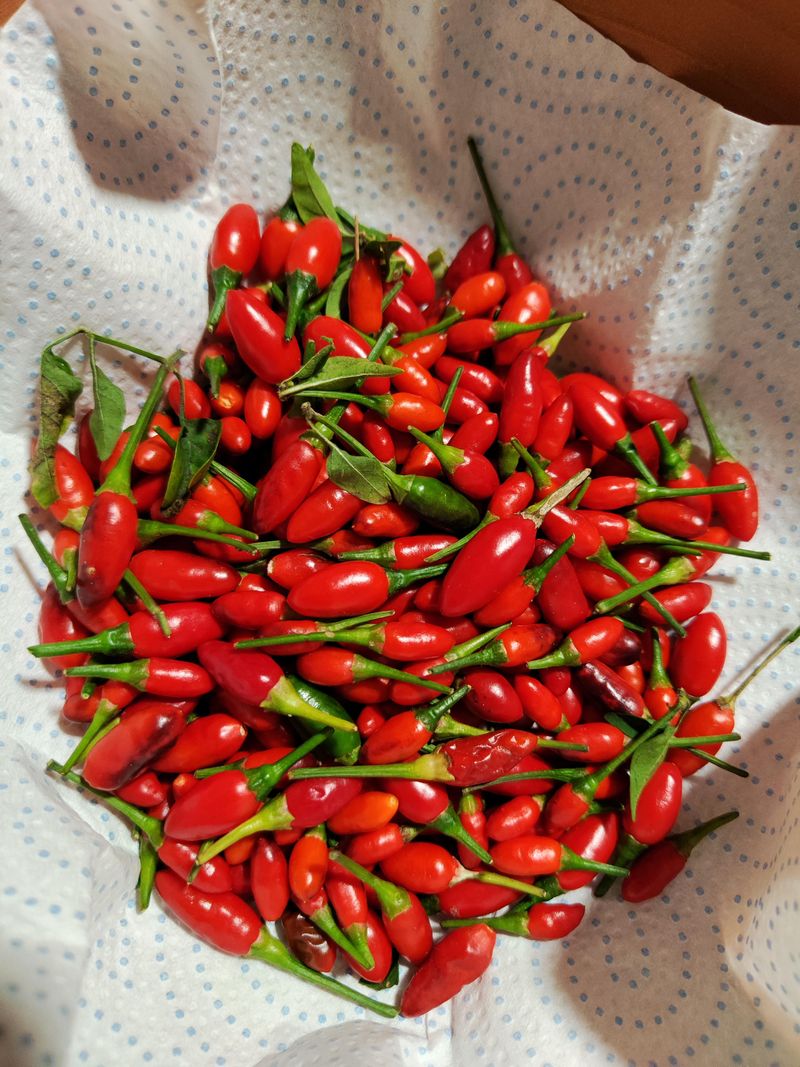 Spicy Pepper Power