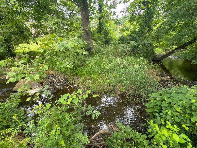 Buffer Plantings
