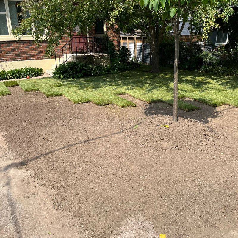 Overseed Bare Patches Immediately