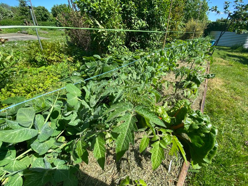 Companion Planting Charts