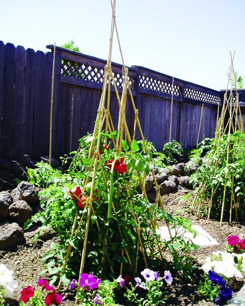 Bamboo Teepee Trellis
