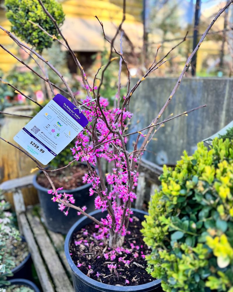 Redbud Seedlings
