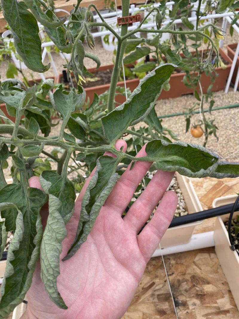 Calcium Deficiency Affects New Growth