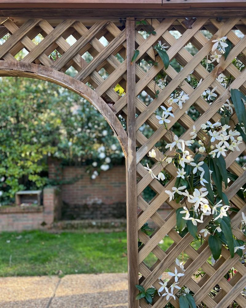 Confederate Jasmine