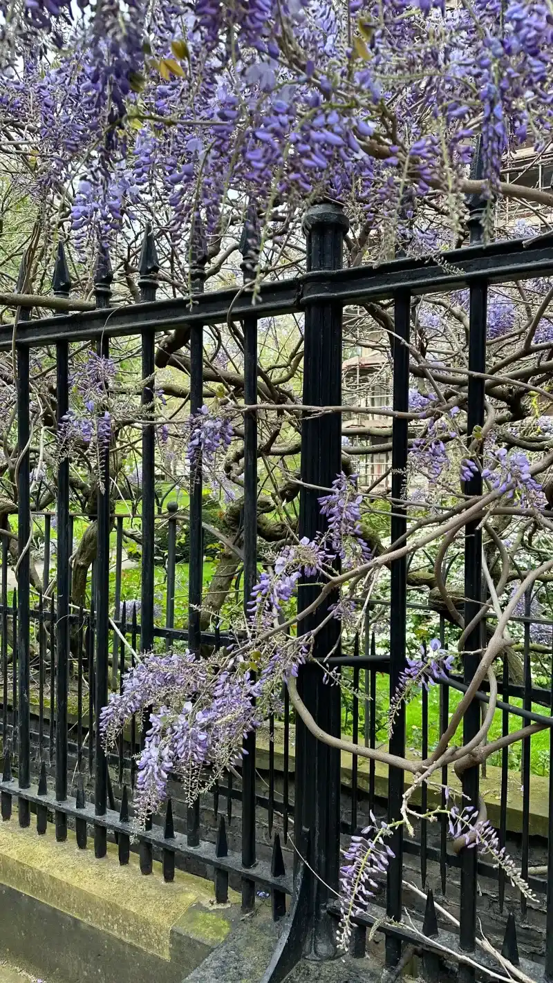 Wisteria