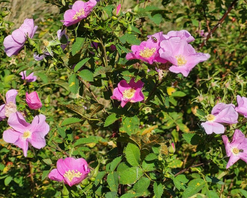 California Wild Rose (Rosa californica)
