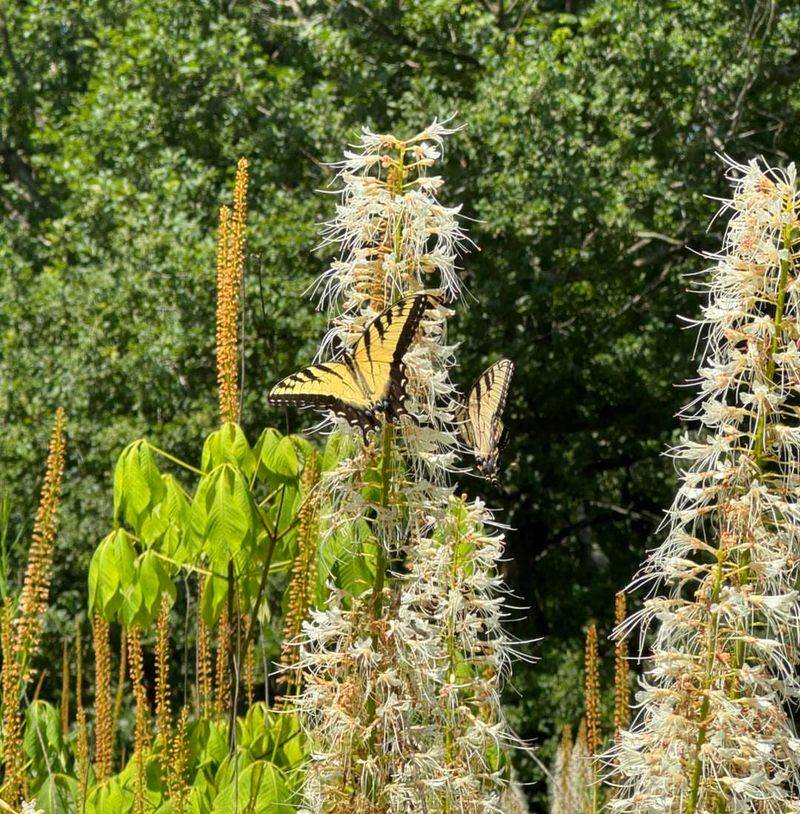 Bottlebrush Buckeye