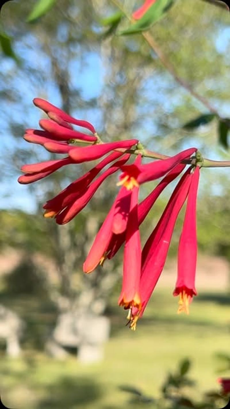 Coral Honeysuckle (Lonicera sempervirens 'Major Wheeler')