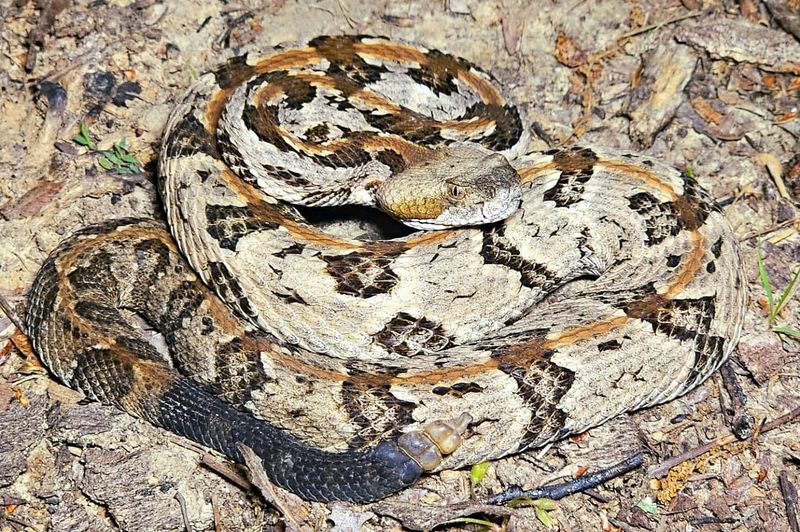 Tennessee's Venomous Valley