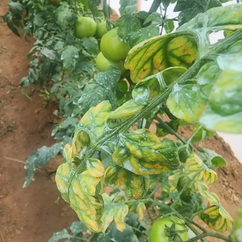 Magnesium Deficiency