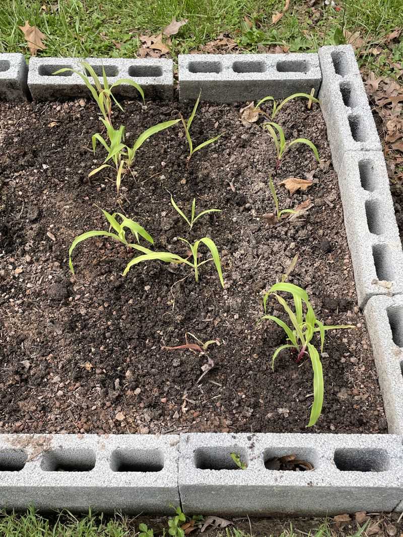 Improve Soil Drainage