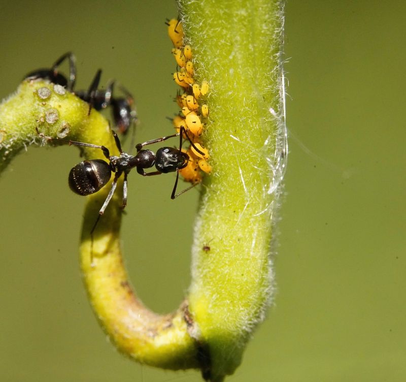 Aphid Armies