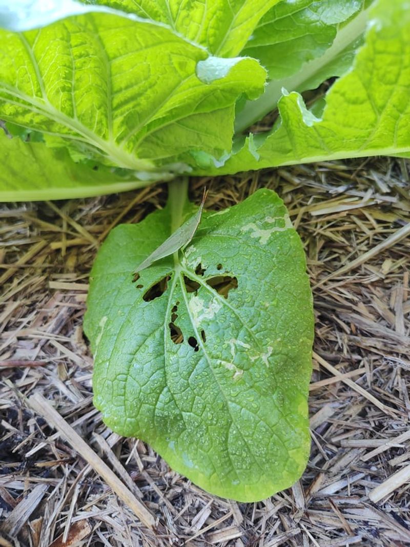 Hungry Grasshopper Invasions