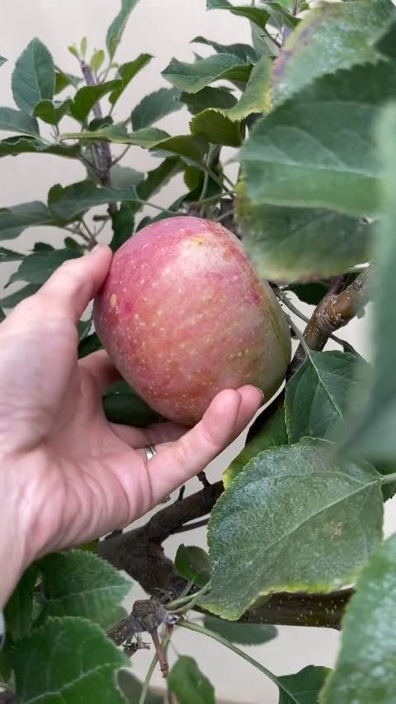 High-Maintenance Apples