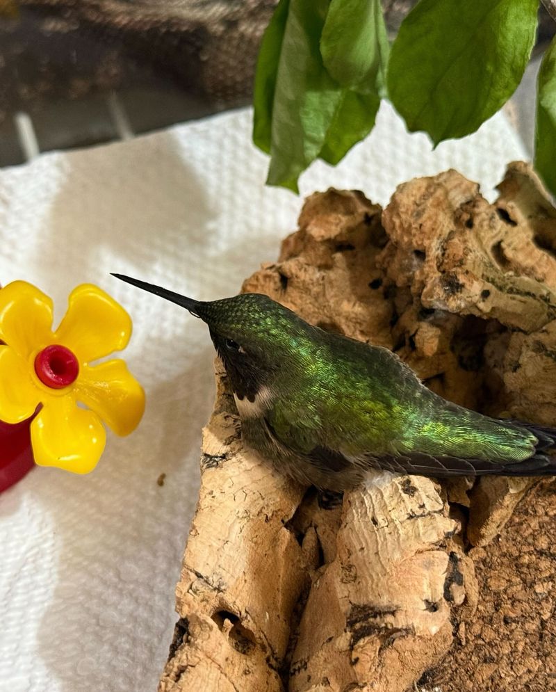 Placing Birds In Cardboard Boxes