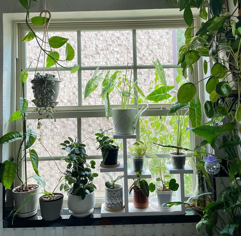 Windowsill Mini Jungle