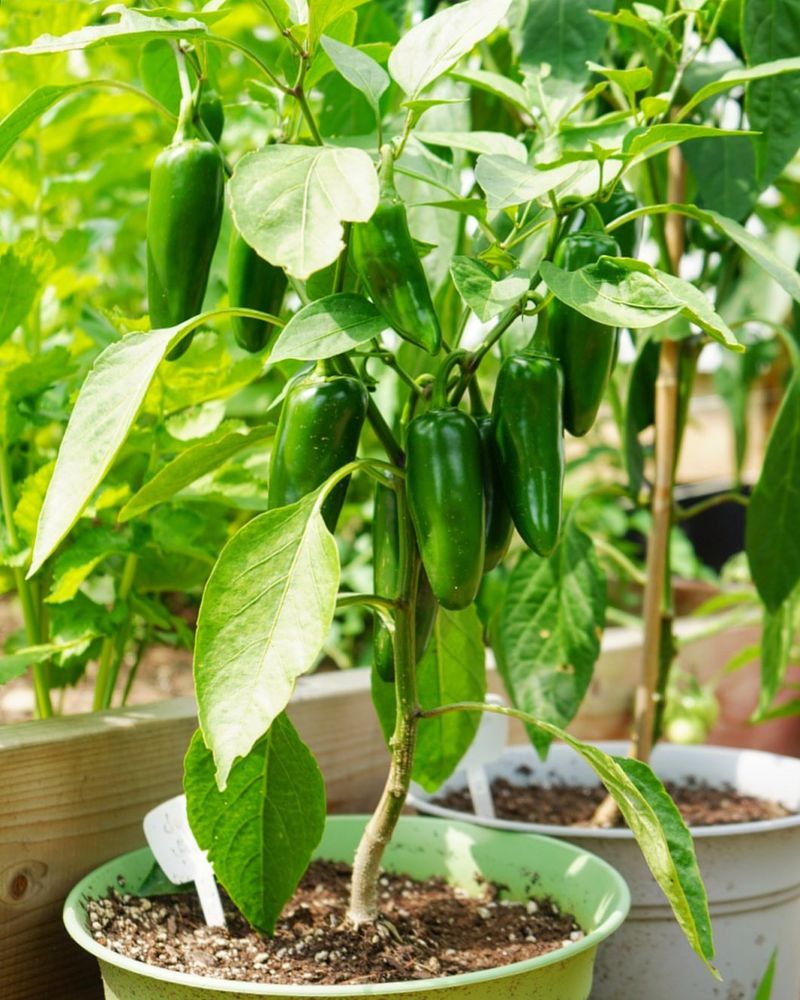 Plant Signals Guide Your Timing