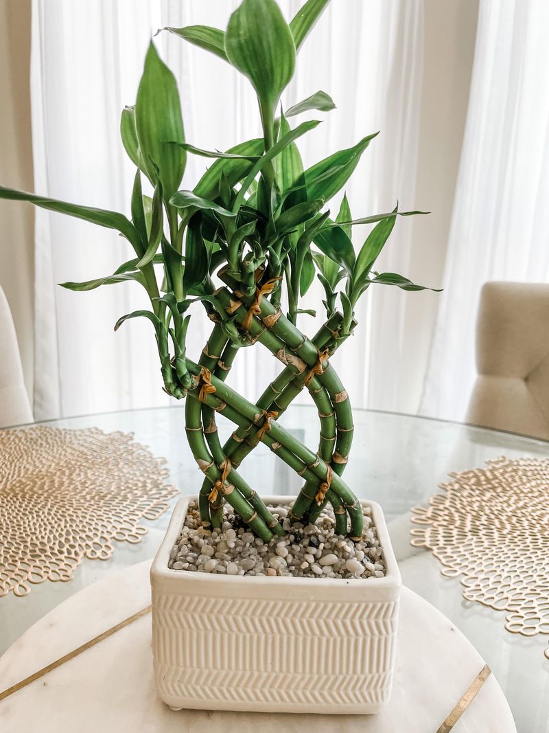 Lucky Bamboo: Symbolic Beauty on a Budget
