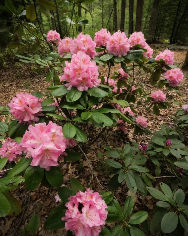 West Virginia Botanic Garden - Morgantown