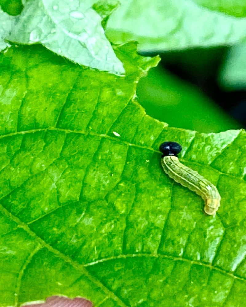 Leaf Roller Caterpillar Hideouts