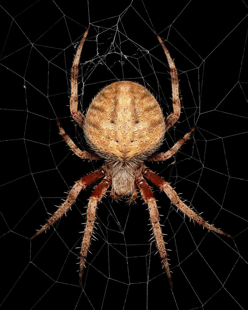 Spiders