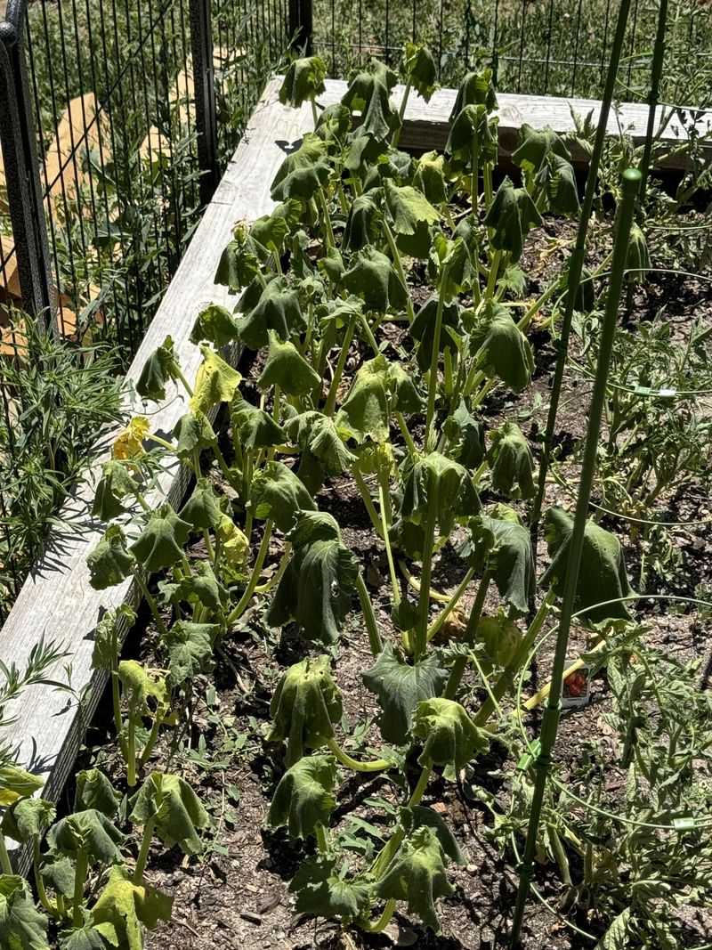 Increased Pest Vulnerability