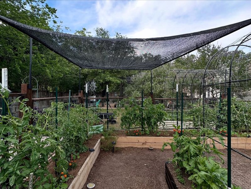 Forgetting Shade Cloth