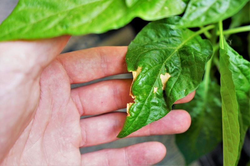 Prevent Sunscald With Leaf Cover