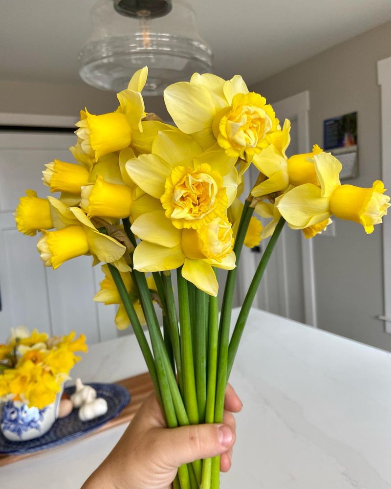 Enjoy As Cut Flowers With Care