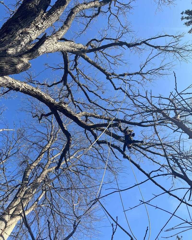 Hanging Dead Branches