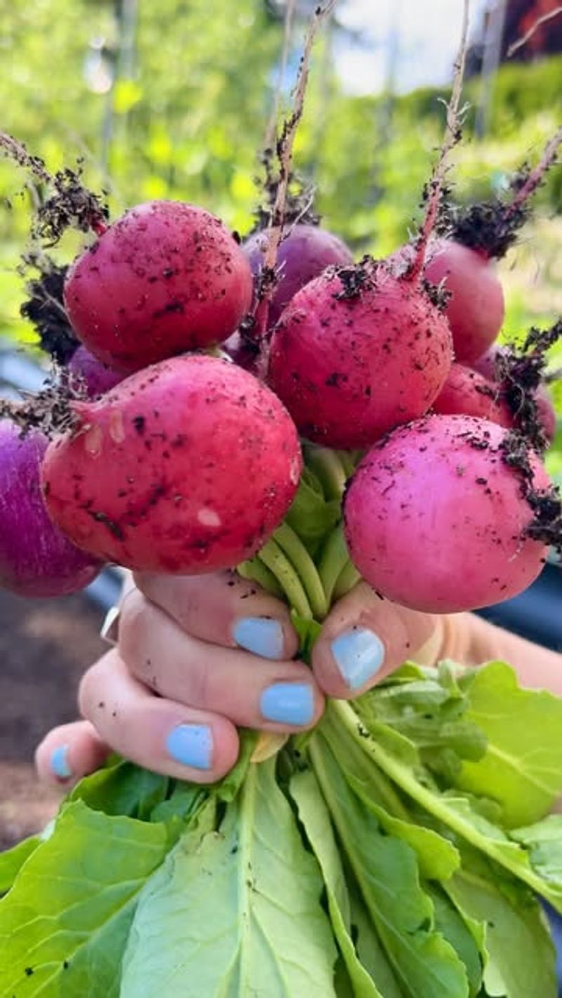 Harvest At The Right Moment