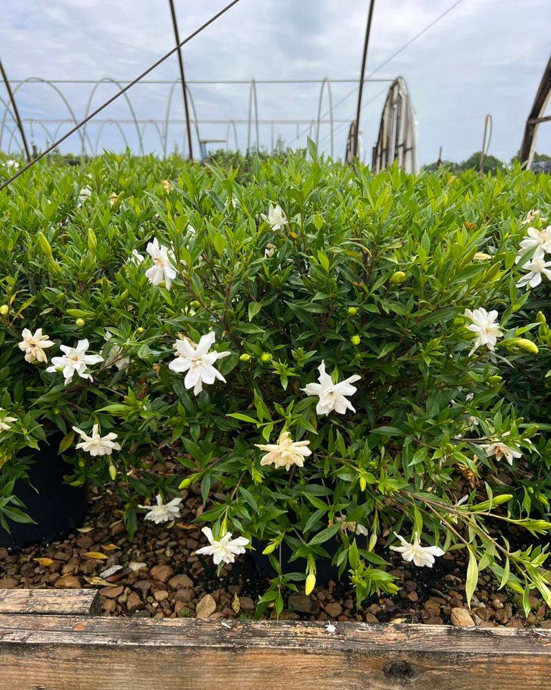 Fertilize After Heavy Deadheading