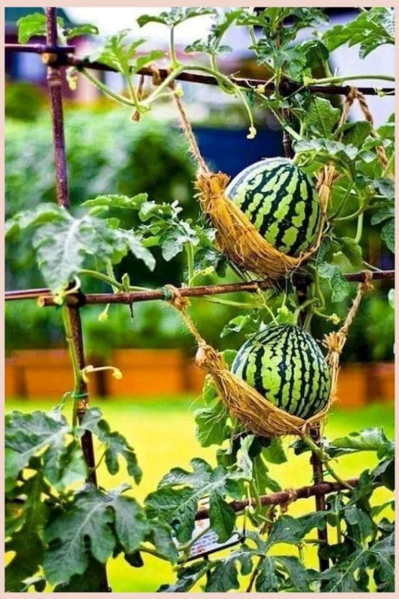 Stunning Visual Impact In Gardens
