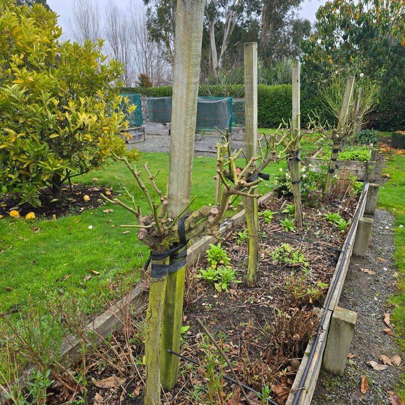 Proper Pruning Season Misalignment