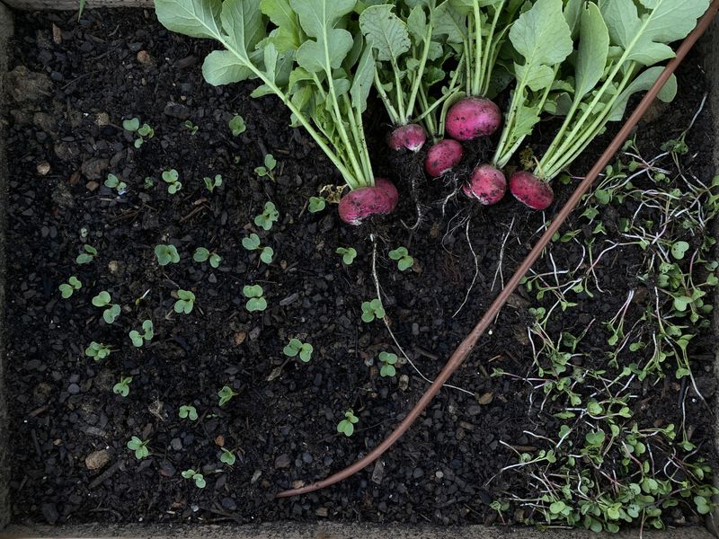 Thin Seedlings For Bigger Harvests